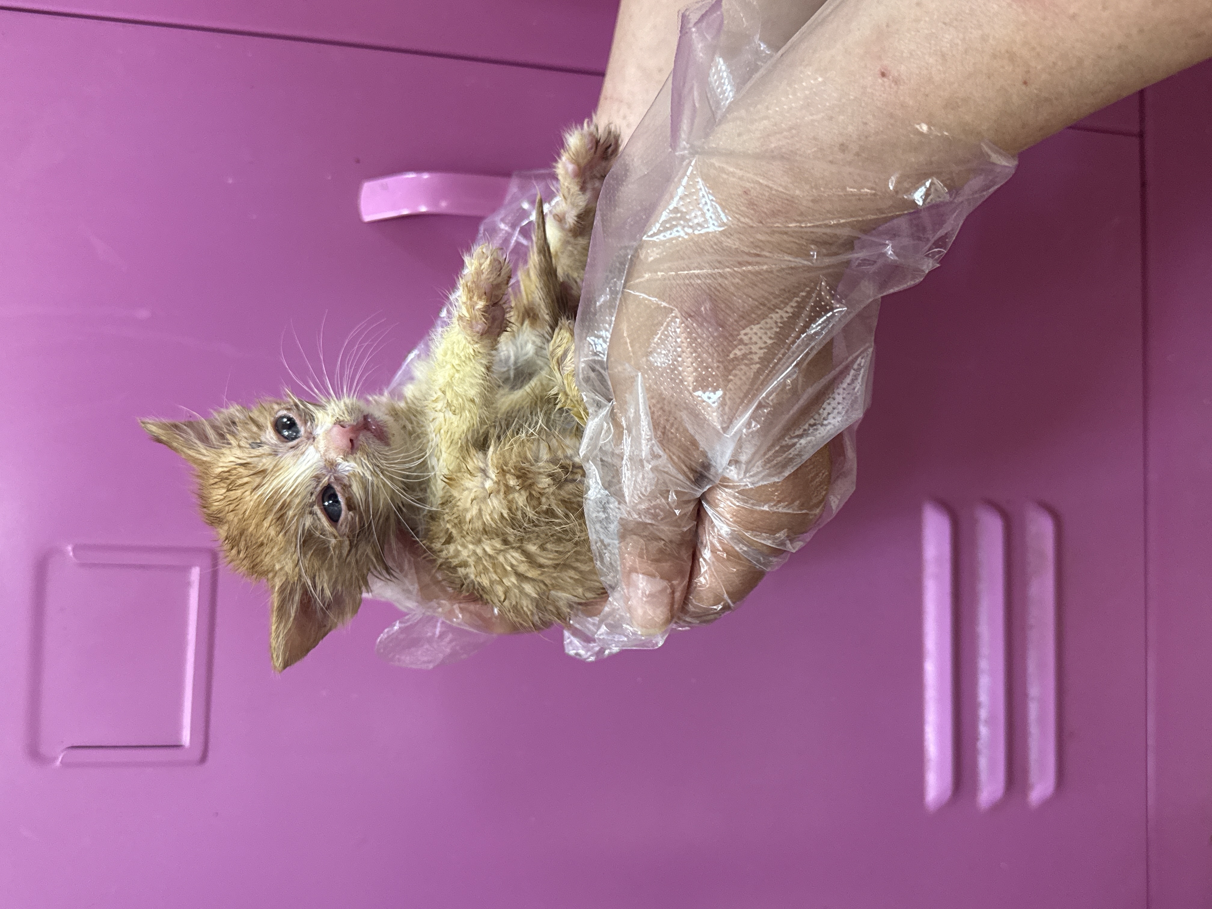[고양이] 한국 고양이 울산-울주-2025-00367 유기동물 배경 이미지 입니다.